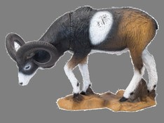 Mouflon corse