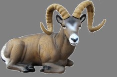 Mouflon de Dall