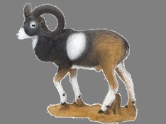Mouflon debout